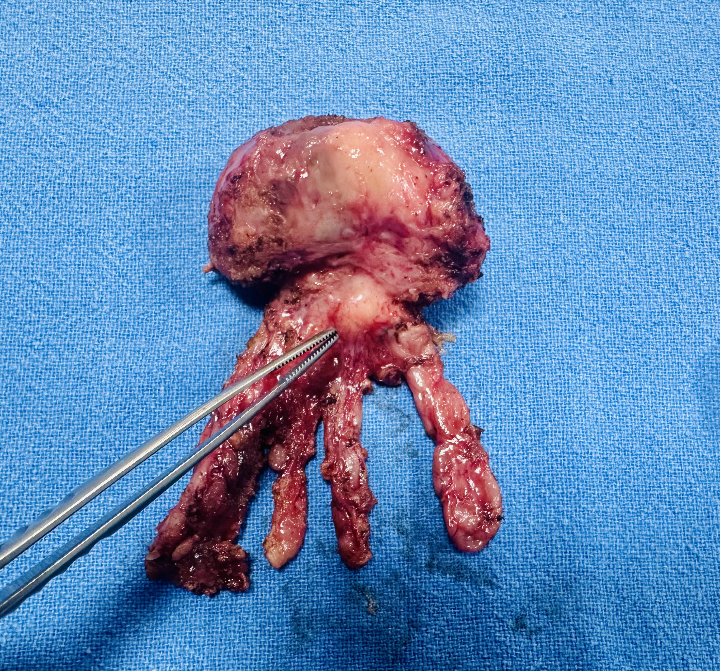 Diagnostic Equipment